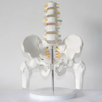 пятисекционная модель поясничного отдела позвоночника модель скелета человека с тазовым отделом позвоночника Модель заболевания поясничного диска